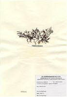 藏品(傘房龍鬚菜)的圖片